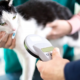 GPS Chip in Pets